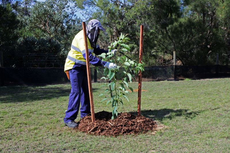 Pine Tree Planting