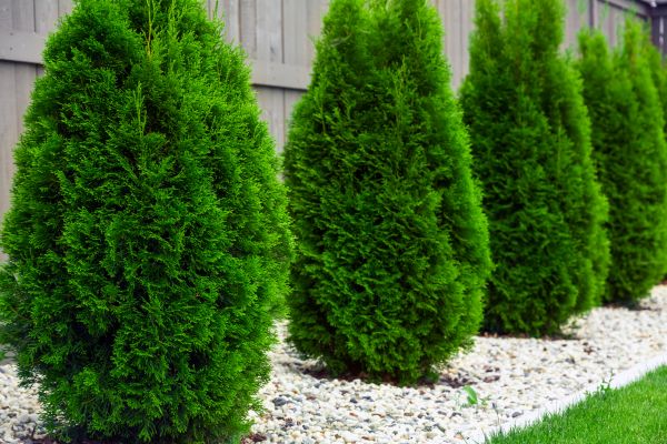 Arborvitae Planting in Arroyo Grande