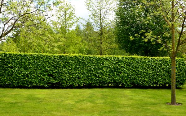 Hedge Planting in Arroyo Grande