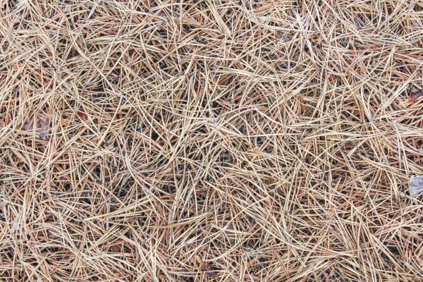 Pine Straw Installation in Arroyo Grande