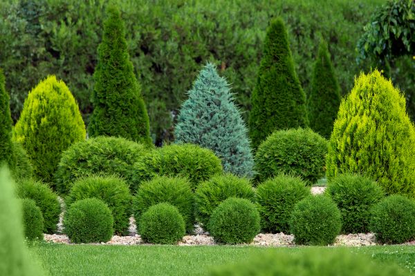 Shrub Replacement in Arroyo Grande