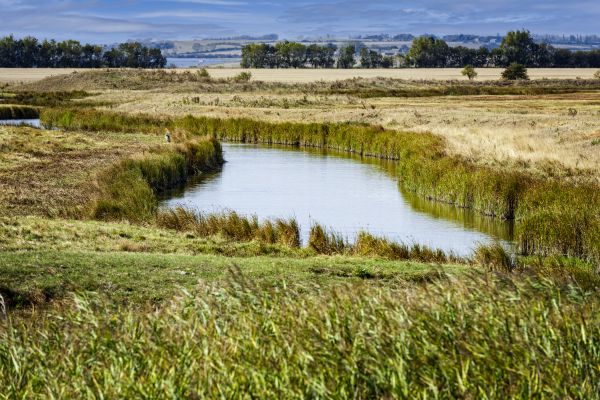 Swale Landscaping in Arroyo Grande