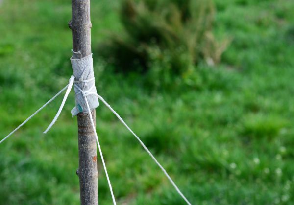 Tree Staking Service in Arroyo Grande