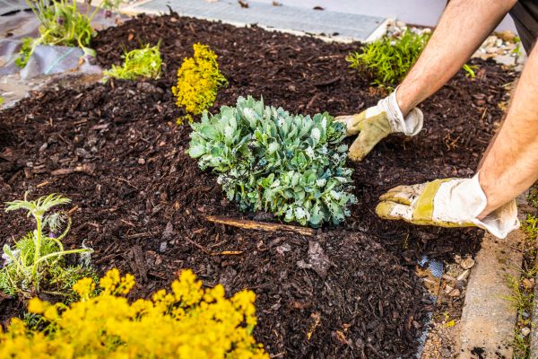 Weeding And Mulching in Arroyo Grande
