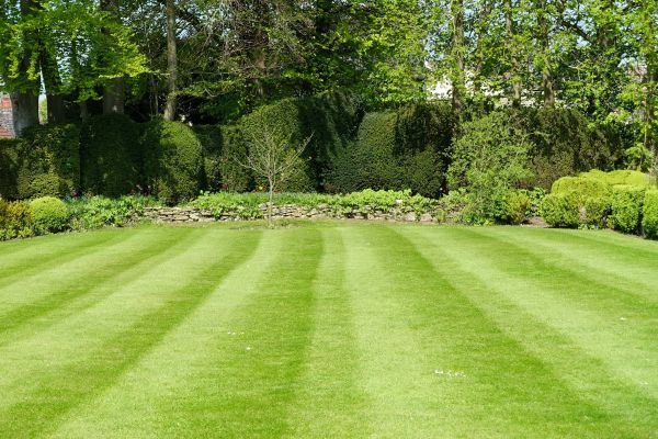 Lawn Renovation in Arroyo Grande