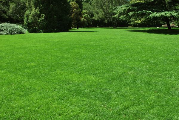Lawn Landscaping in Arroyo Grande