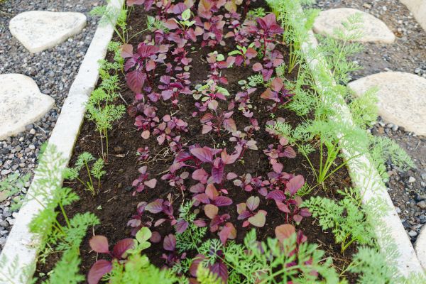 Edging Installation in Arroyo Grande