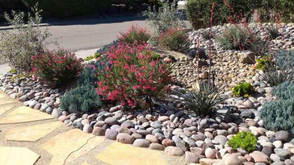 Xeriscape Landscaping in Arroyo Grande