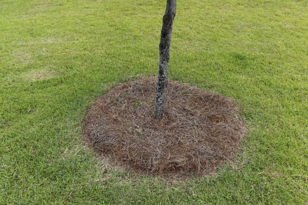 Pine Straw Spreading in Arroyo Grande