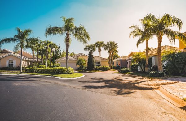 Palm Tree Landscaping in Arroyo Grande