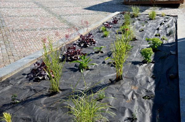 Landscape Fabric Installation in Arroyo Grande