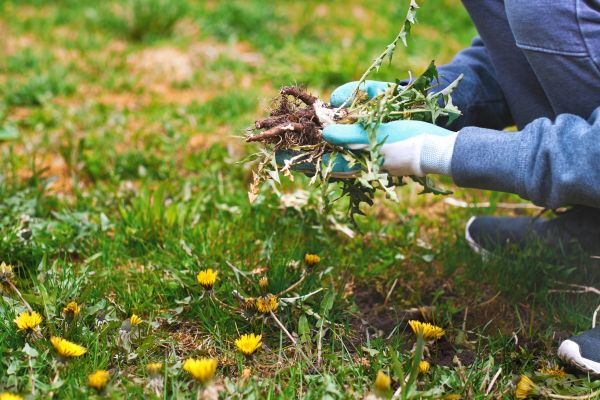 Flower Bed Clearing in Arroyo Grande
