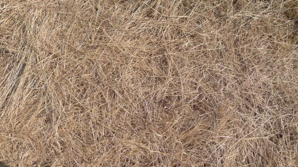 Pine Straw Replacement in Arroyo Grande