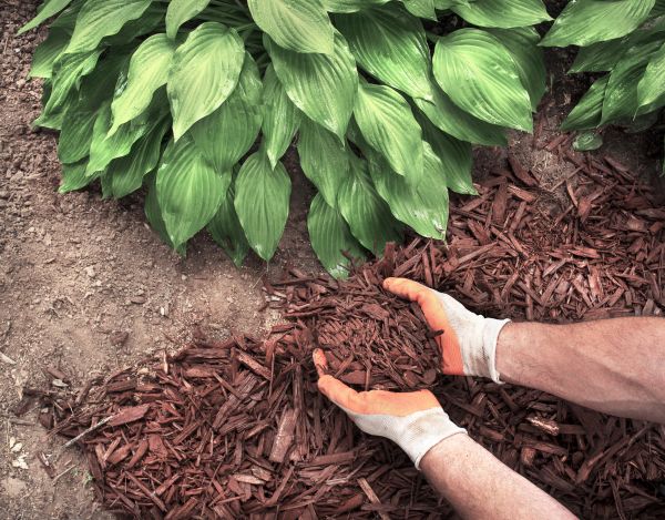 Bark Spreading in Arroyo Grande