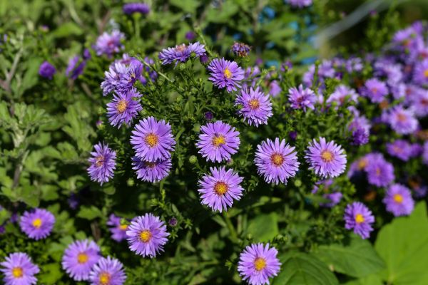 Perennial Flower Planting in Arroyo Grande