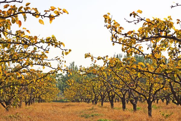 Pear Tree Planting Service