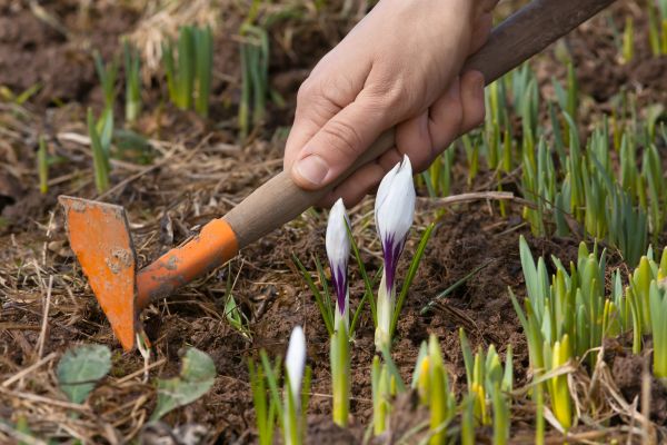Flower Garden Weeding in Arroyo Grande