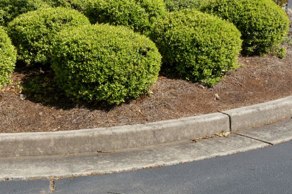 Pine Mulch Installation in Arroyo Grande