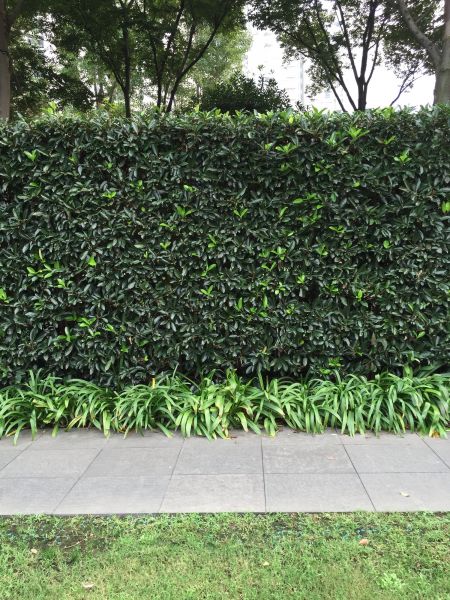 Privacy Shrub Planting in Arroyo Grande