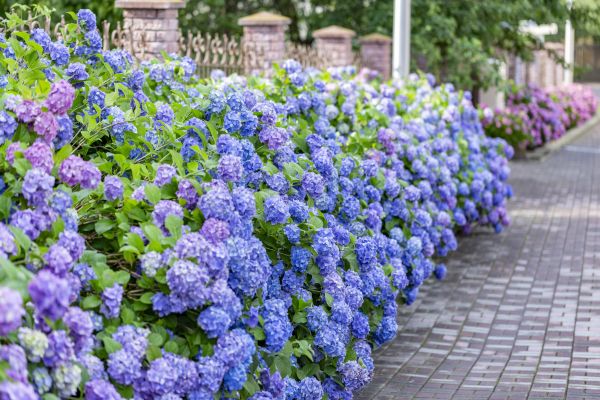 Hydrangea Landscaping in Arroyo Grande