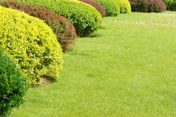 Shrubbery Planting in Arroyo Grande
