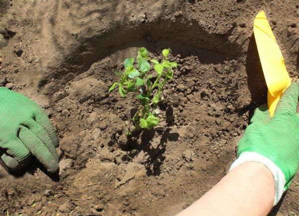 Rose Bush Planting in Arroyo Grande